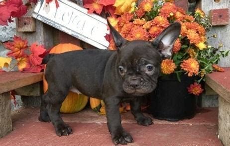 French Bulldog Puppy Name: PepperGender:Male Age: 6 monthsColor:PiedPepper is currently ready for his new home. . French bulldogs for sale lexington ky